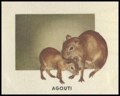 141 Agouti